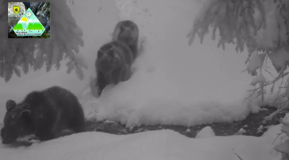 Urșii din Parcul Național Cheile Bicazului- Hășmaș, nu au intrat  în hibernare.