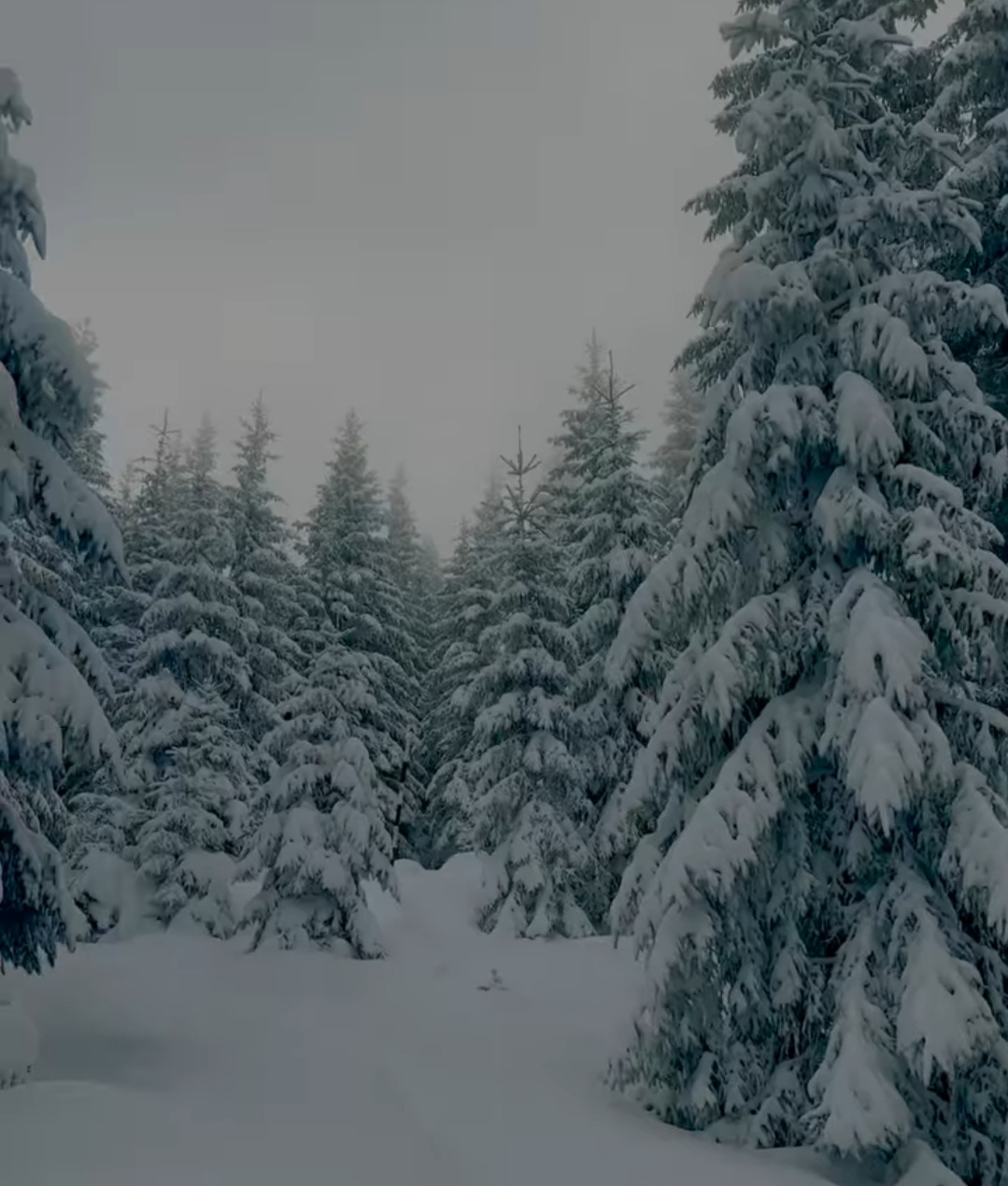 Un peisaj de vis în inima Bucegilor: Traseul Moieciu de Sus - Vârful Bucșa unde iarna a pus stăpânire pe Munții Bucegi