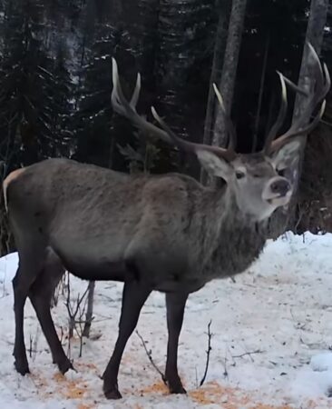 În inima pădurii,  povestea cerbului și grija silvicultorilor pentru fauna sălbatică, în plin sezon rece, când hrana devine un factor critic pentru supraviețuirea faunei sălbatice