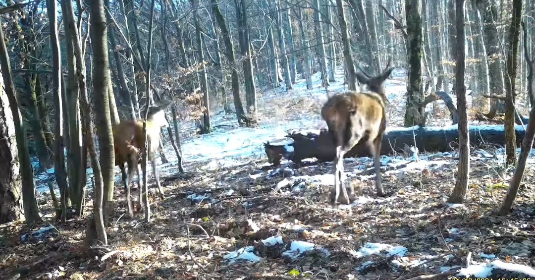 Cerbi și peisaje de vis în Parcul Național Semenic – Cheile Carașului.