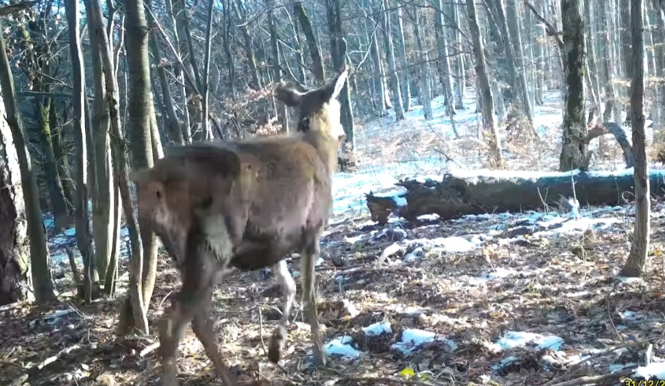 Cerbi și peisaje de vis în Parcul Național Semenic – Cheile Carașului.