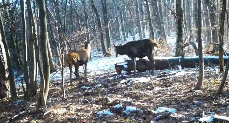 Cerbi și peisaje de vis în Parcul Național Semenic – Cheile Carașului Cerbi și peisaje de vis în Parcul Național Semenic – Cheile Carașului.