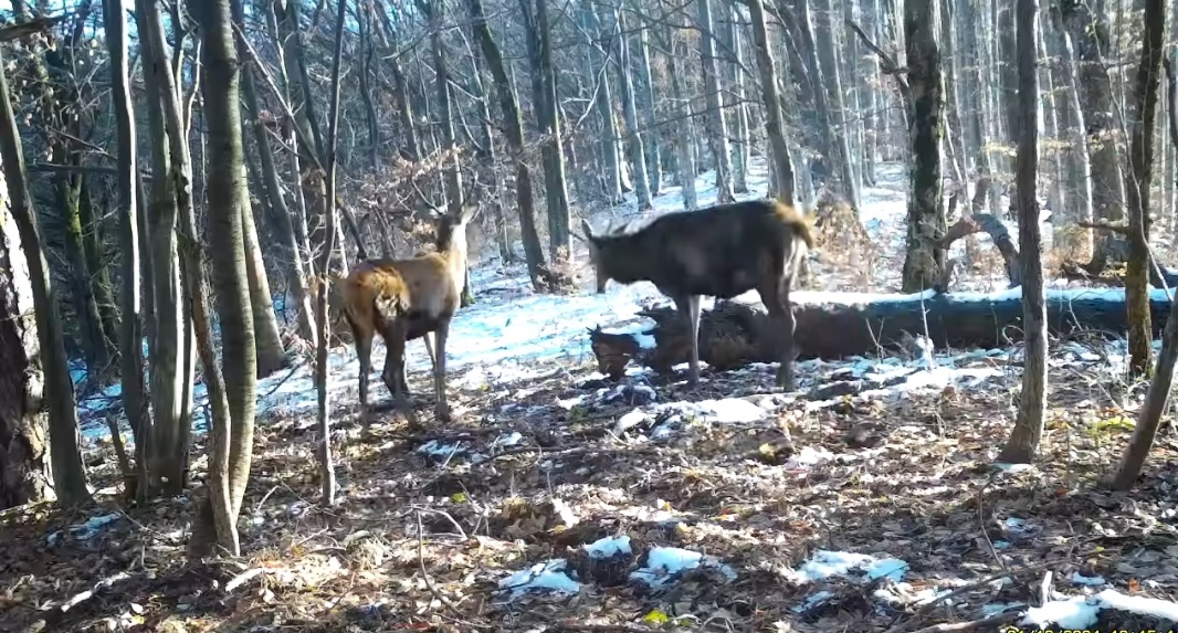 Cerbi și peisaje de vis în Parcul Național Semenic – Cheile Carașului.