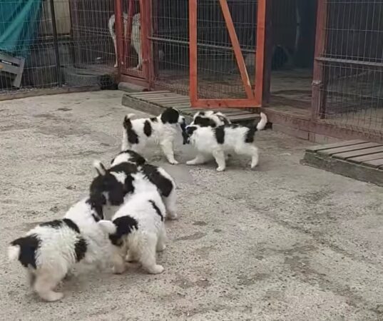 Cățeii ciobănești de la mic la mare: Povestea gardienilor Bucovinei în iarna feerică Cățeii ciobănești de la mic la mare: Povestea gardienilor Bucovinei în iarna feerică