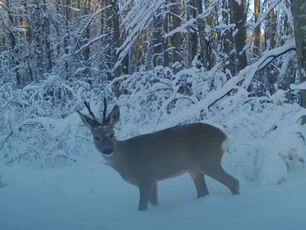 Iarna în Parcul Național Cheile Nerei-Beușnița, un colț de rai plin de magie și povești Iarna în Parcul Național Cheile Nerei-Beușnița, un colț de rai plin de magie și povești.