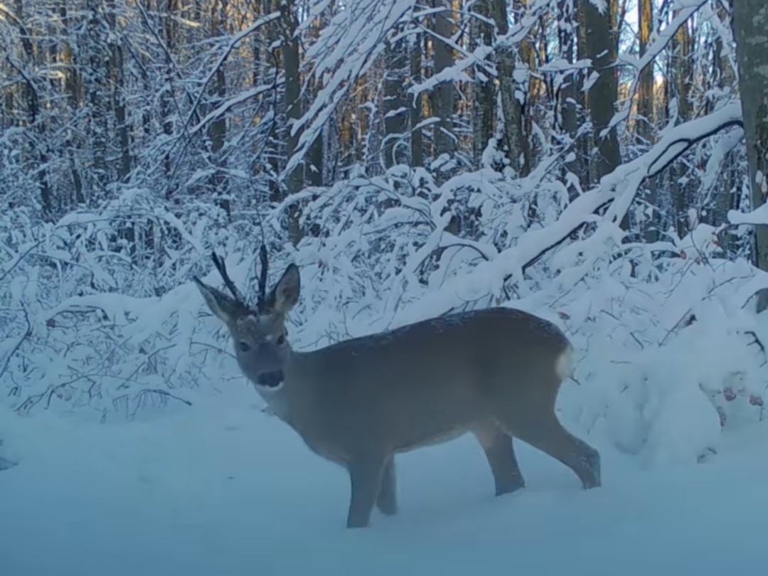 Iarna în Parcul Național Cheile Nerei-Beușnița, un colț de rai plin de magie și povești.