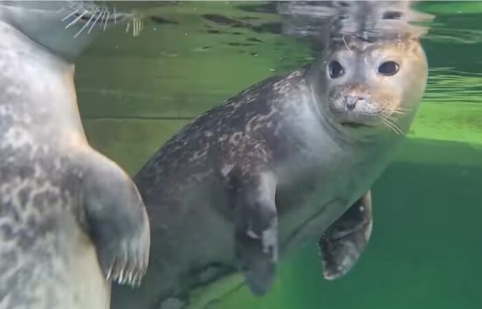 Premiere la Grădina Zoologică Brașov: Lei de mare californieni, foci și pinguini Humboldt Grădina Zoologică Brașov marchează o premieră extraordinară în România, aducând în fața vizitatorilor trei specii spectaculoase de animale marine