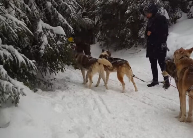 Experiențe inedite în inima Naturii: Plimbări cu sania trasă de câini Husky în Harghita Băi Experiențe inedite în inima Naturii: Plimbări cu sania trasă de câini Husky în Harghita Băi, pentru iubitorii de natură și aventură.