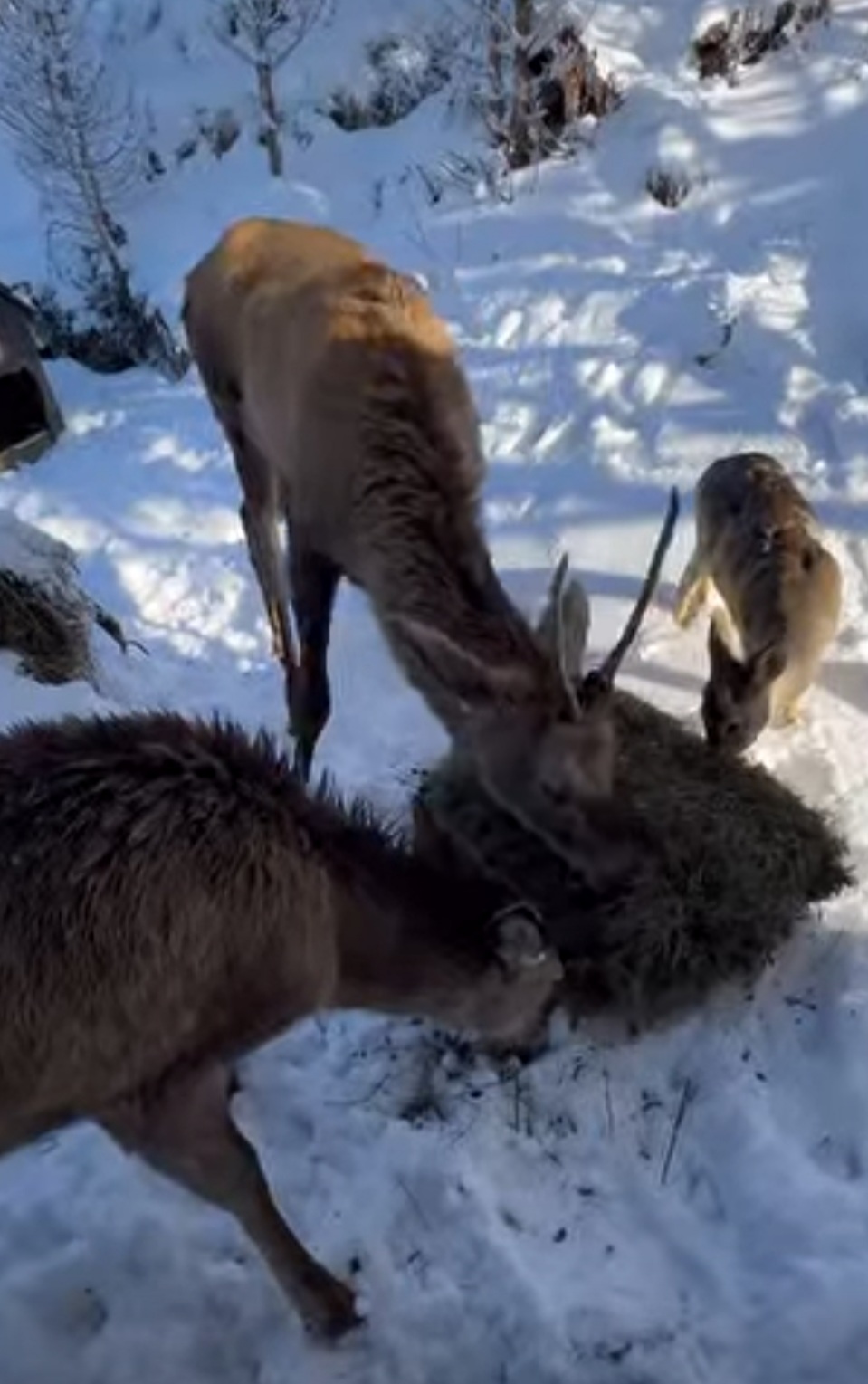 Mănăstirea Piatra Tăieturii, un loc plin de liniște și sacralitate, a devenit martora unui eveniment zilnic ce pare să fi fost scris de însăși natura divină.