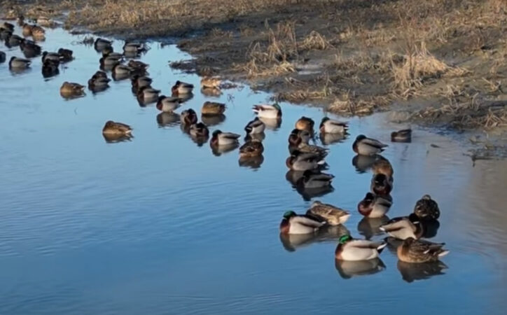 Primăvară precoce pe râul Prahova: O imagine de neuitat în plină iarnă Primăvară precoce pe râul Prahova.În mijlocul lunii ianuarie, pe râul Prahova, natura pare să-și fi luat o pauză de la iarna crudă, oferind o priveliște rară și uimitoare.