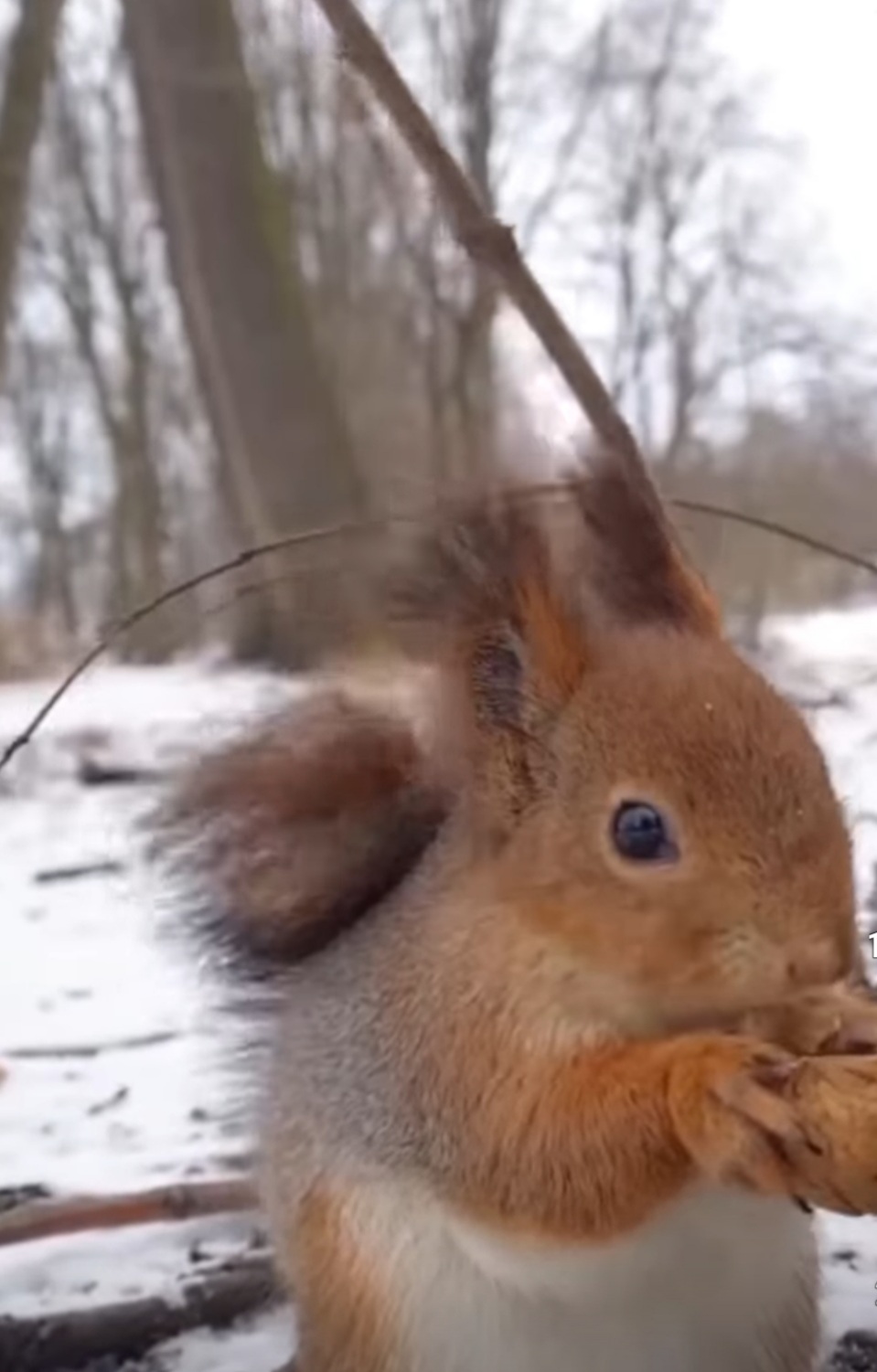 Rița Veverița, în pădurile României, un mic miracol al naturii continuă să fascineze iubitorii de faună.
