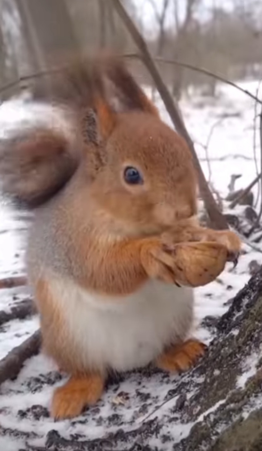 Rița Veverița, în pădurile României, un mic miracol al naturii continuă să fascineze iubitorii de faună.