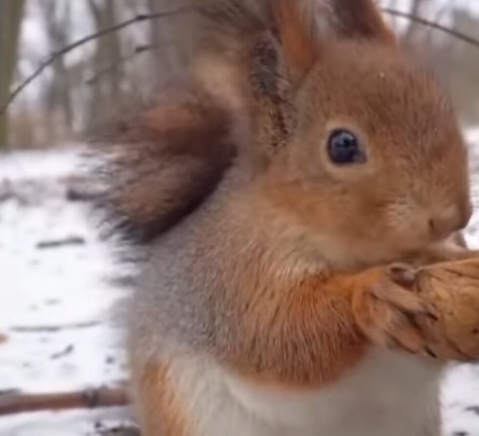 Rița Veverița, în  pădurile României, un mic miracol al naturii continuă să fascineze iubitorii de faună.