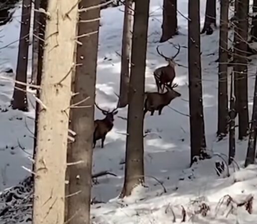 Întâlnire magică în pădurile din România: Trei cerbi majestuoși completează peisajul de Iarnă Întâlnire magică în pădurile din România, un adevărat spectacol al naturii s-a desfășurat în pădurile din Suceava, unde trei cerbi impunători