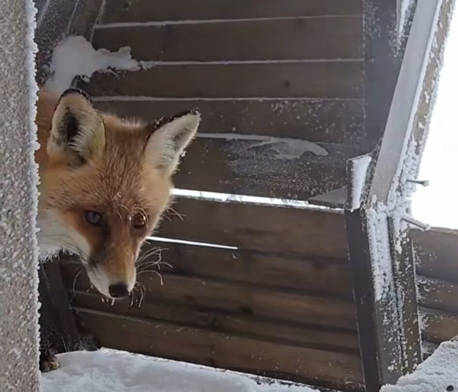 Vulpea de la Vârful Omu, în inima Carpaților, acolo unde zăpezile se aștern pe culmi în această perioadă, o vulpe devine tot mai cunoscută printre cei care ajung la Vârful Omu.