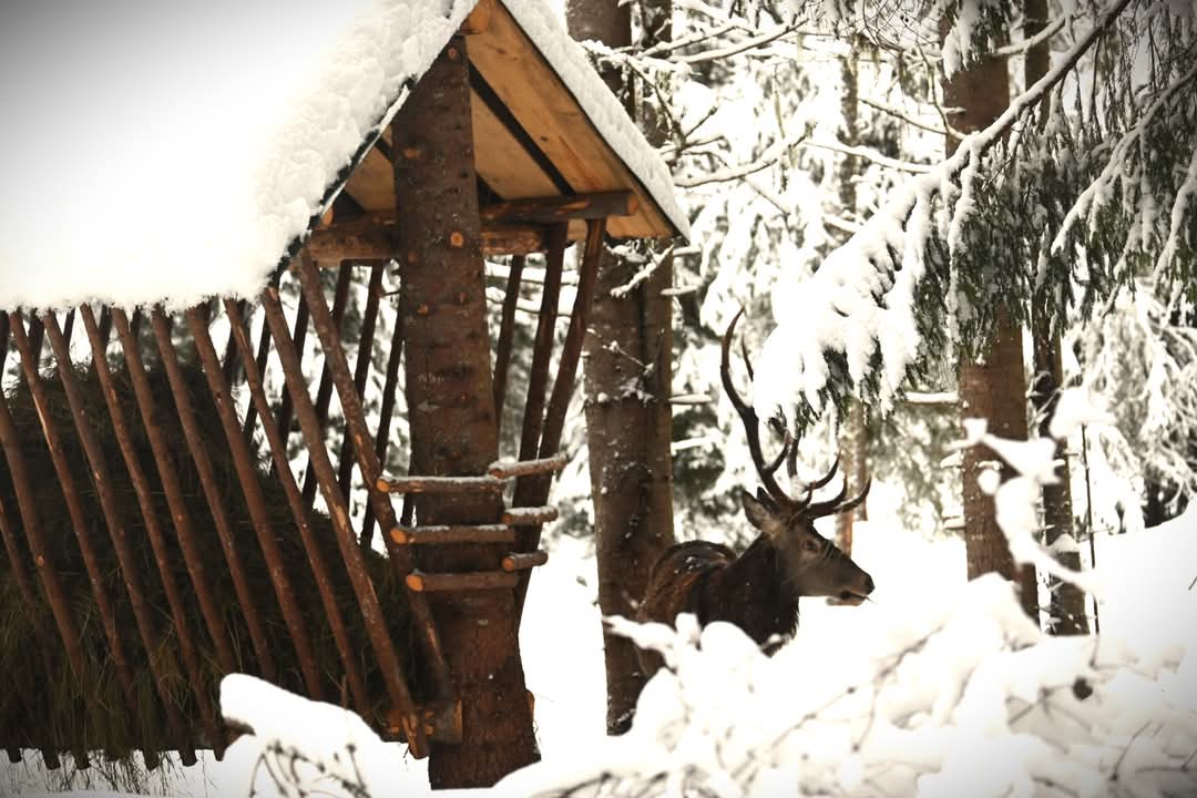 Silvicultorii sprijină fauna sălbatică în perioada de iarnă cu hrană complementară și sare.