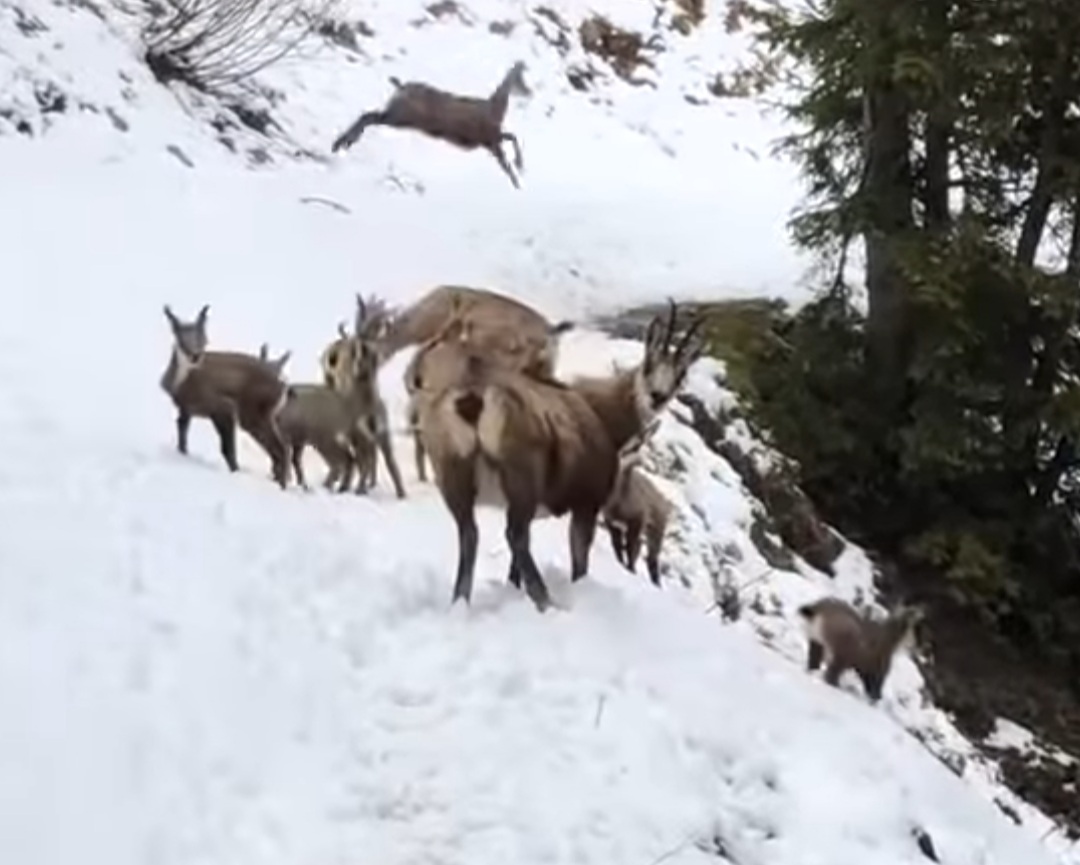 Imagini spectaculoase cu capre negre pe cărări montane , un ciopor mare de capre negre a fost surprins pe cărările montane oferind o adevărată lecție