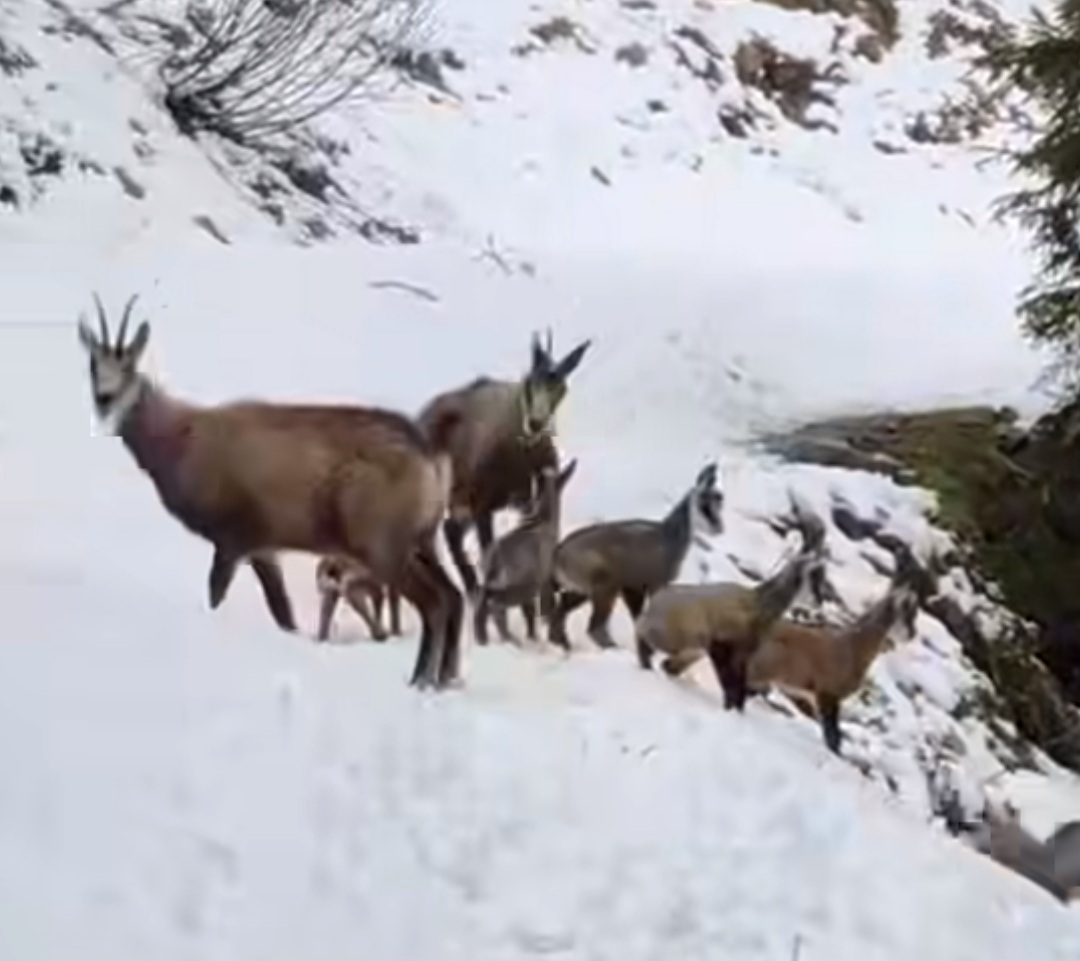 Imagini spectaculoase cu capre negre pe cărări montane , un ciopor mare de capre negre a fost  surprins  pe cărările  montane oferind o adevărată lecție