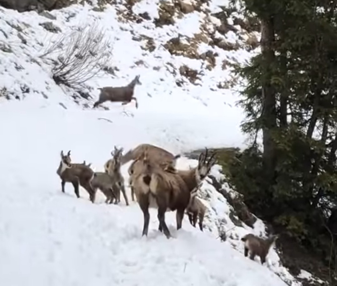 Imagini spectaculoase cu capre negre pe cărări montane , un ciopor mare de capre negre a fost surprins pe cărările montane oferind o adevărată lecție