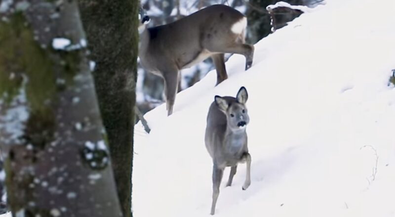 Frumusețea iernii în Parcul Natural Apuseni: Cerbi, ciute și căprioare, păstrători ai sălbăticiei Frumusețea iernii autentice, Parcul Natural Apuseni își dezvăluie o fațetă magică, un loc unde natura se îmbracă în haina albă a zăpezii, iar cerbii