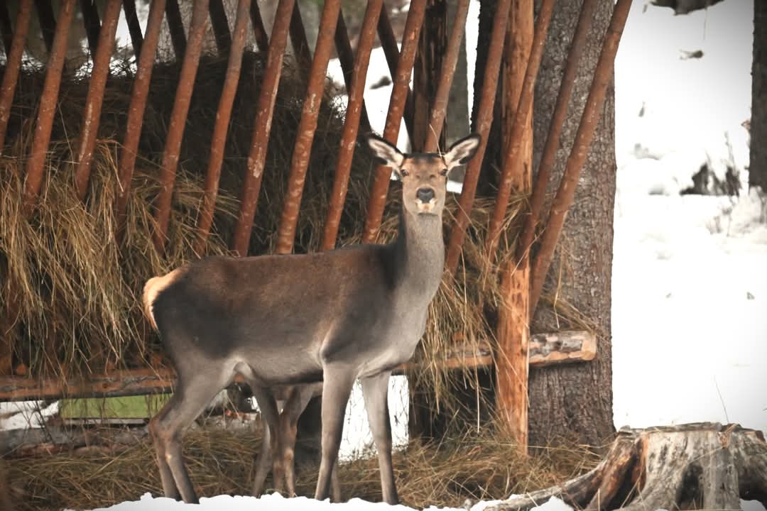 Silvicultorii sprijină fauna sălbatică în perioada de iarnă cu hrană complementară și sare.