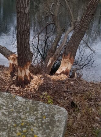 Castorii „invadează” malurile Crișului Repede Castorii „invadează” malurile Crișului Repede, în ultima perioadă, malurile Crișului Repede din Oradea, mai ales în zona Decebal-Ioșia,