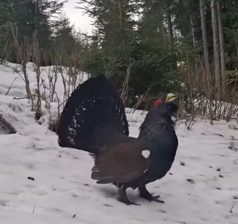 Un cocoș de munte impunător și-a făcut apariția în inima unei păduri înghețate Într-o pădure adâncă, îmbrăcată într-un covor gros de zăpadă, un cocoș de munte și-a făcut apariția cu o ținută deosebită, demnă de un adevărat rege al naturii.