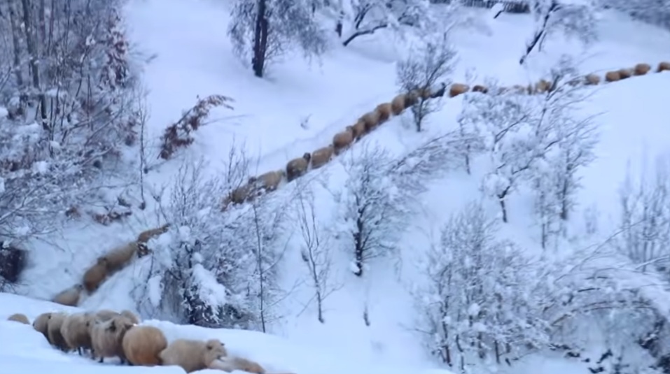 Descoperă farmecul Munților Șureanu, în inima județului Hunedoara, la poalele munților ce poartă numele Șureanu, se află un loc de poveste