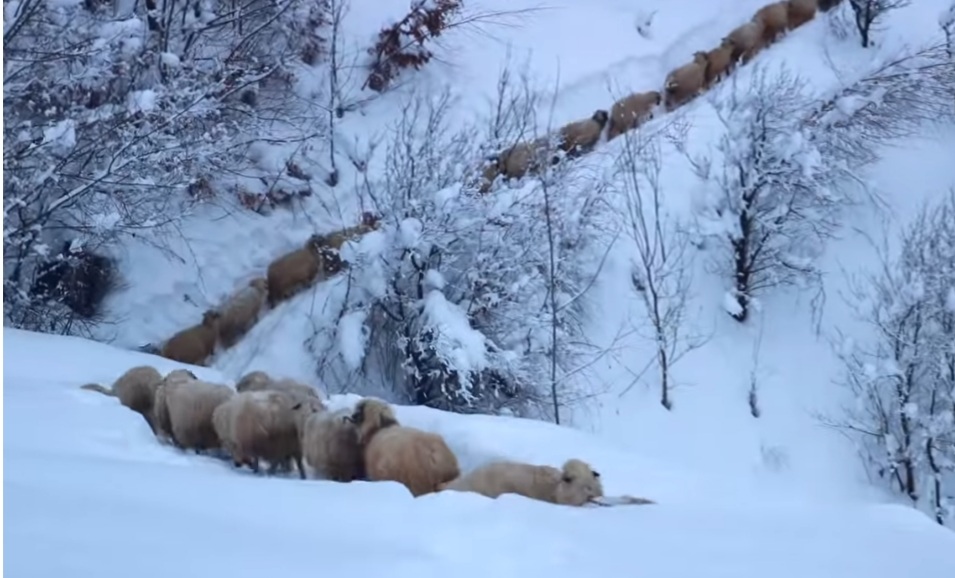Descoperă farmecul Munților Șureanu, în inima județului Hunedoara, la poalele munților ce poartă numele Șureanu, se află un loc de poveste