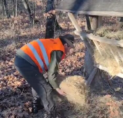 Hrănirea animalelor sălbatice, o prioritate la Ocolul Silvic Stoiceni, Vâlcea Hrănirea animalelor sălbatice, Ocolul Silvic Stoiceni din județul Vâlcea continuă să își demonstreze angajamentul față de protejarea faunei sălbatice