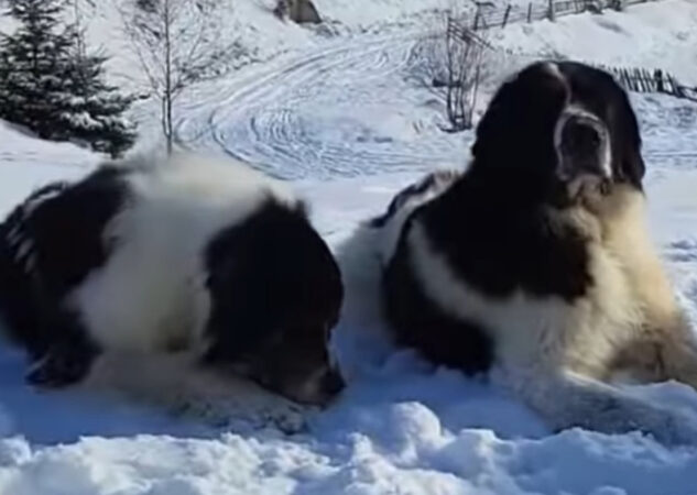 Iarna magică în Bucovina: Peisaje de vis și câini ciobănești ce veghează Iarna magică în Bucovina, un colț fermecat al României, devine și în acest sezon o destinație de neuitat pentru toți cei care iubesc iarna în toată splendoarea ei.