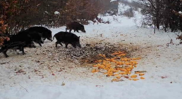 Iarna în pădurile României.În mijlocul iernii, pădurile din România se transformă într-un peisaj magic, iar silvicultorii se asigură că animalele sălbatice primesc