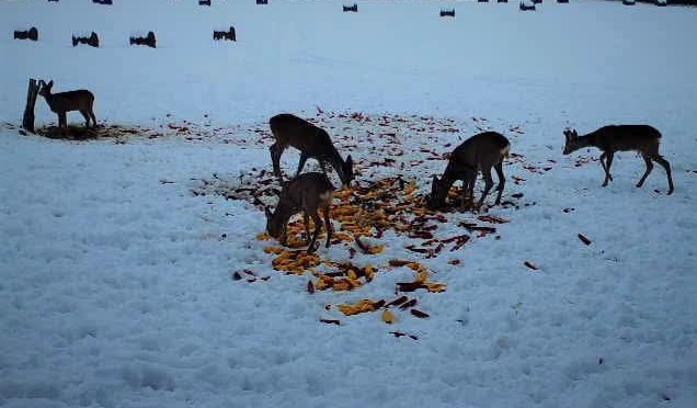 Iarna în pădurile României.În mijlocul iernii, pădurile din România se transformă într-un peisaj magic, iar silvicultorii se asigură că animalele sălbatice primesc