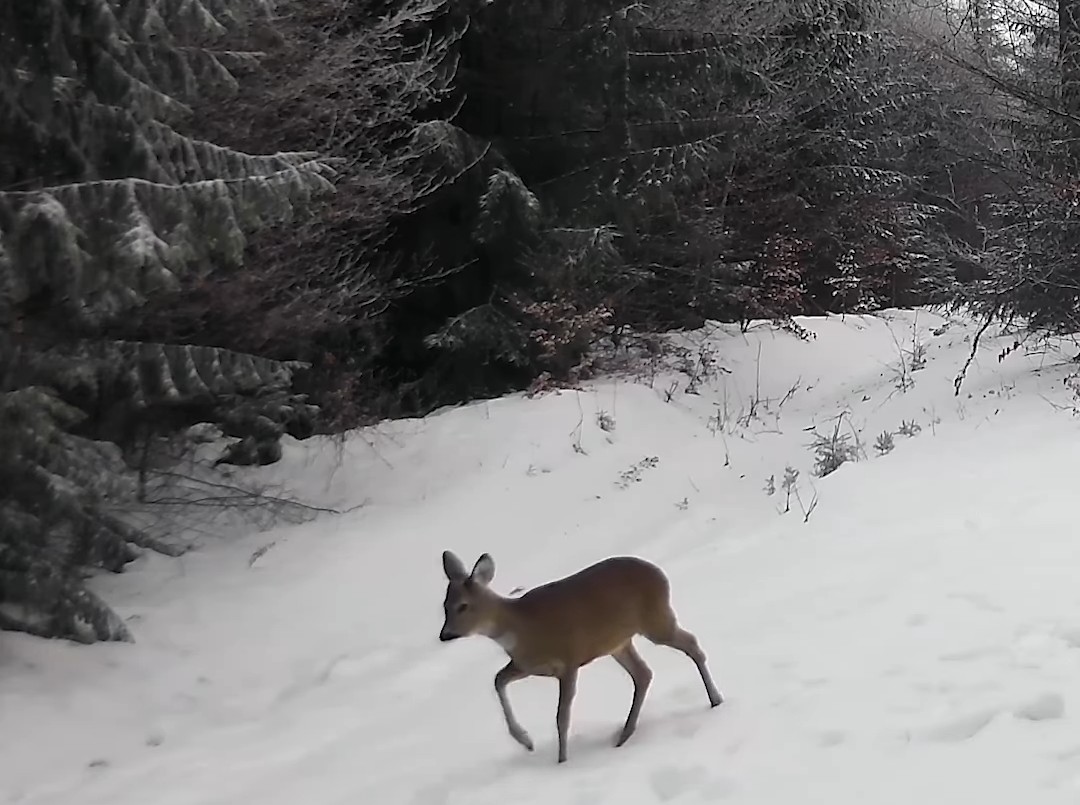 Iarna în pădurile României.În mijlocul iernii, pădurile din România se transformă într-un peisaj magic, iar silvicultorii se asigură că animalele sălbatice primesc