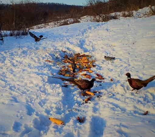 Iarna în pădurile României.În mijlocul iernii, pădurile din România se transformă într-un peisaj magic, iar silvicultorii se asigură că animalele sălbatice primesc