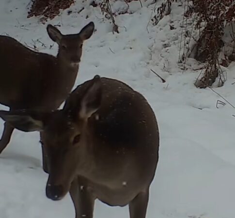 Imagini rare din pădurile Parcului Național Munții Rodnei: Două ciute surprinse în habitatul lor natural Imagini rare, recent, camerele de monitorizare din Parcul Național Munții Rodnei au surprins o imagine deosebită: două ciute,