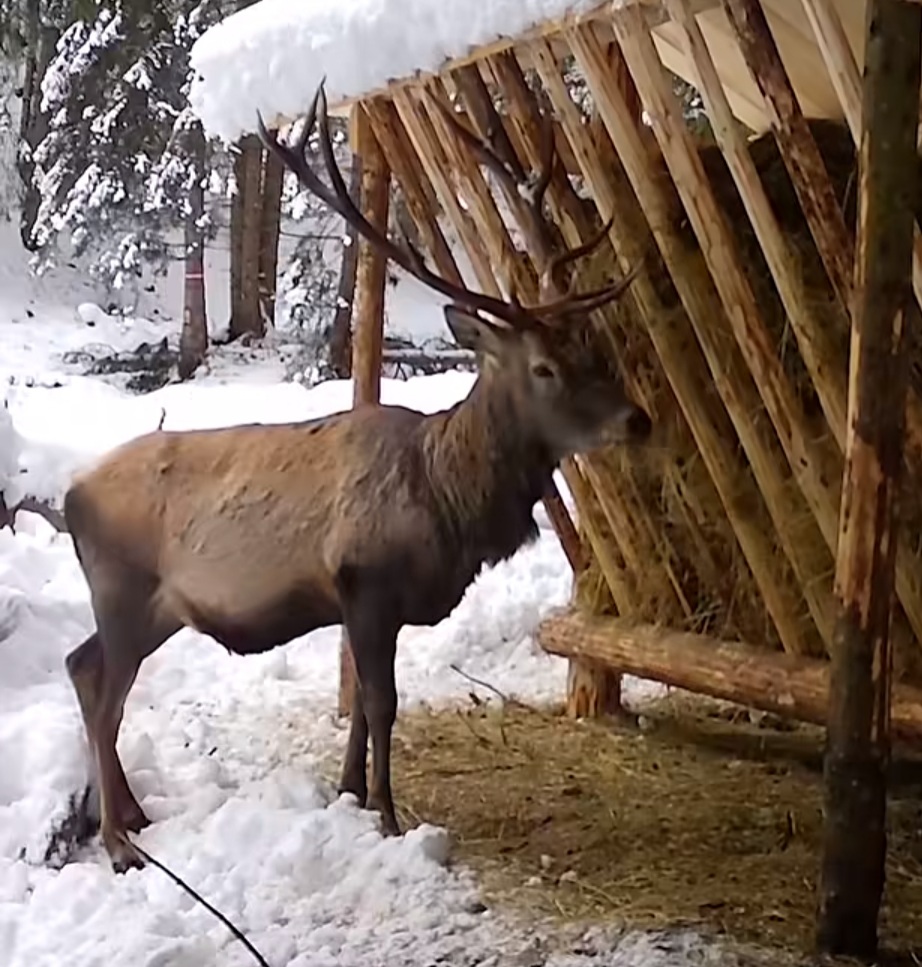 Imaginile zilei:  Oaspete special la masa din pădure, un cerb a fost surprins recent la una dintre hrănitoarele speciale amenajate de silvicultorii suceveni