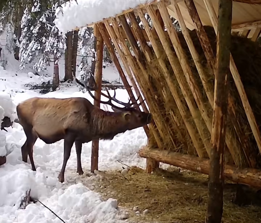 Imaginile zilei: Oaspete special la masa din pădure, un cerb a fost surprins recent la una dintre hrănitoarele speciale amenajate de silvicultorii suceveni