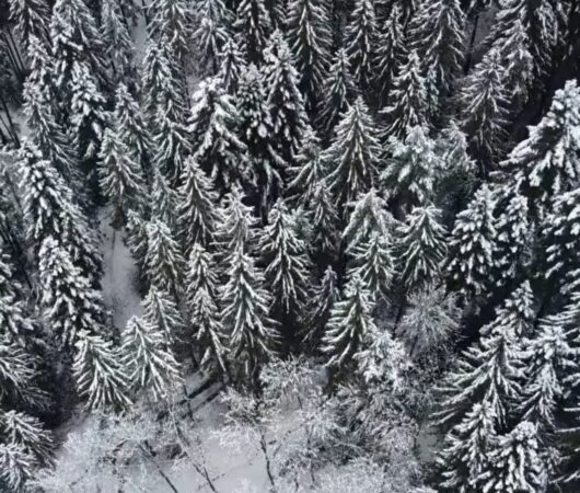 Magia iernii în pădurile Românie, o simfonie albă de frumusețe Magia iernii în pădurile Românie, o simfonie albă de frumusețe.Pădurile acoperite de omăt ale Ocolului Silvic Târgu Neamț, administrate