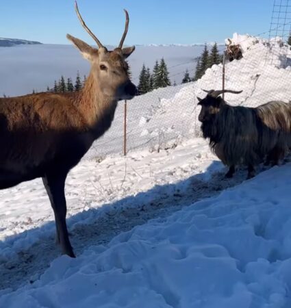 IMAGINILE ZILEI: Miracolul iernii la Mănăstirea Piatra Tăieturii: Legătura sacră dintre călugări și căprioare Imaginile zilei, miracolul iernii la Mănăstirea Piatra Tăieturii. În inima munților din Bucovina, unde iarna își țese mantia de zăpadă albă și imaculată