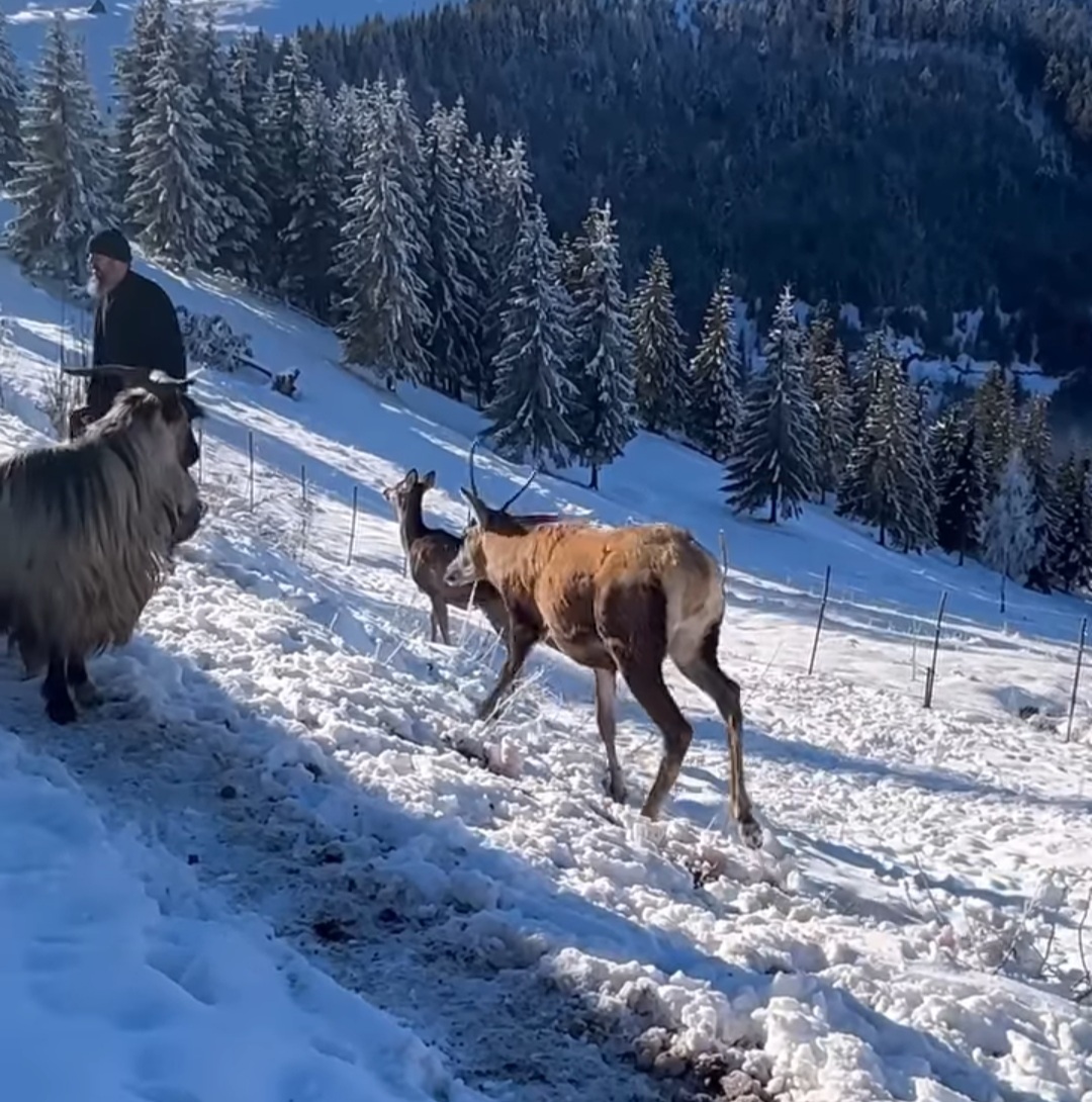 Imaginile zilei, miracolul iernii la Mănăstirea Piatra Tăieturii. În inima munților din Bucovina, unde iarna își țese mantia de zăpadă albă și imaculată