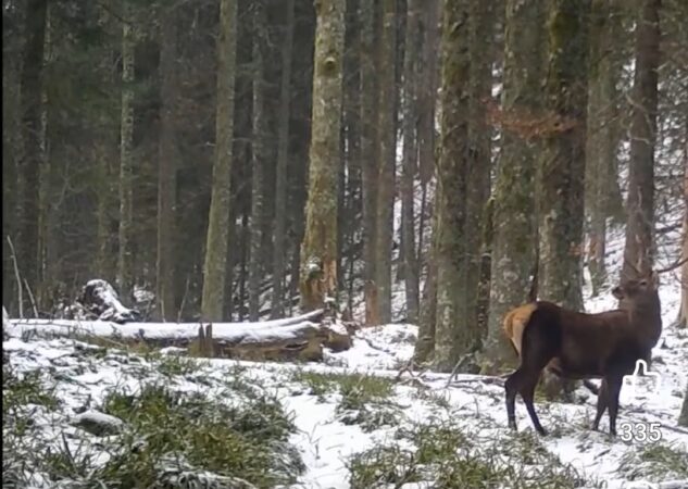 O întâlnire magică în inima pădurii O întâlnire magică în inima pădurii din Parcul Național Retezat, natura și-a spus povestea într-un mod care i-a lăsat pe toți cu sufletul la gură.