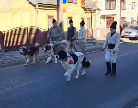 INEDIT: Parada Ciobănescului Românesc de Bucovina, un spectacol de tradiție și mândrie locală, la Stulpicani INEDIT: Parada Ciobănescului Românesc de Bucovina, un spectacol de tradiție și mândrie locală, la Stulpicani.
