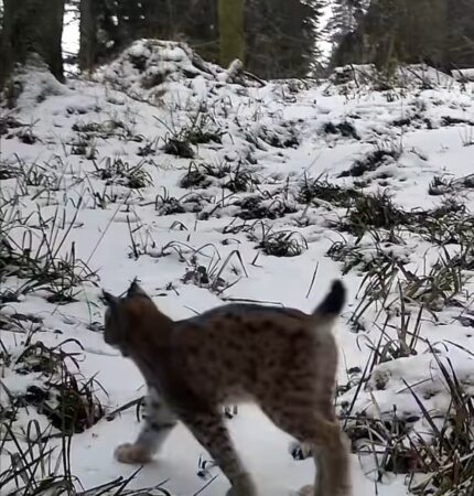 Imagini rare surprinse în pădurile din România: Doi râși, o femelă și un pui, în habitatul lor natural Imagini rare, camerele de monitorizare amplasate de echipa Romsilva au surprins doi râși, o femelă și un pui, în Parcul Național Retezat.