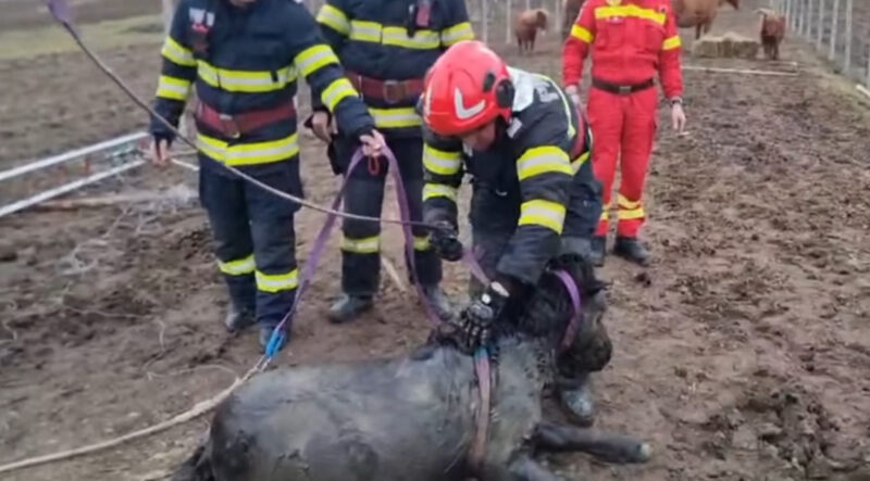 În dimineața aceasta, pompierii din Garda Sălard, județul Bihor au reușit o misiune spectaculoasă și emoționantă, salvând o poneiță