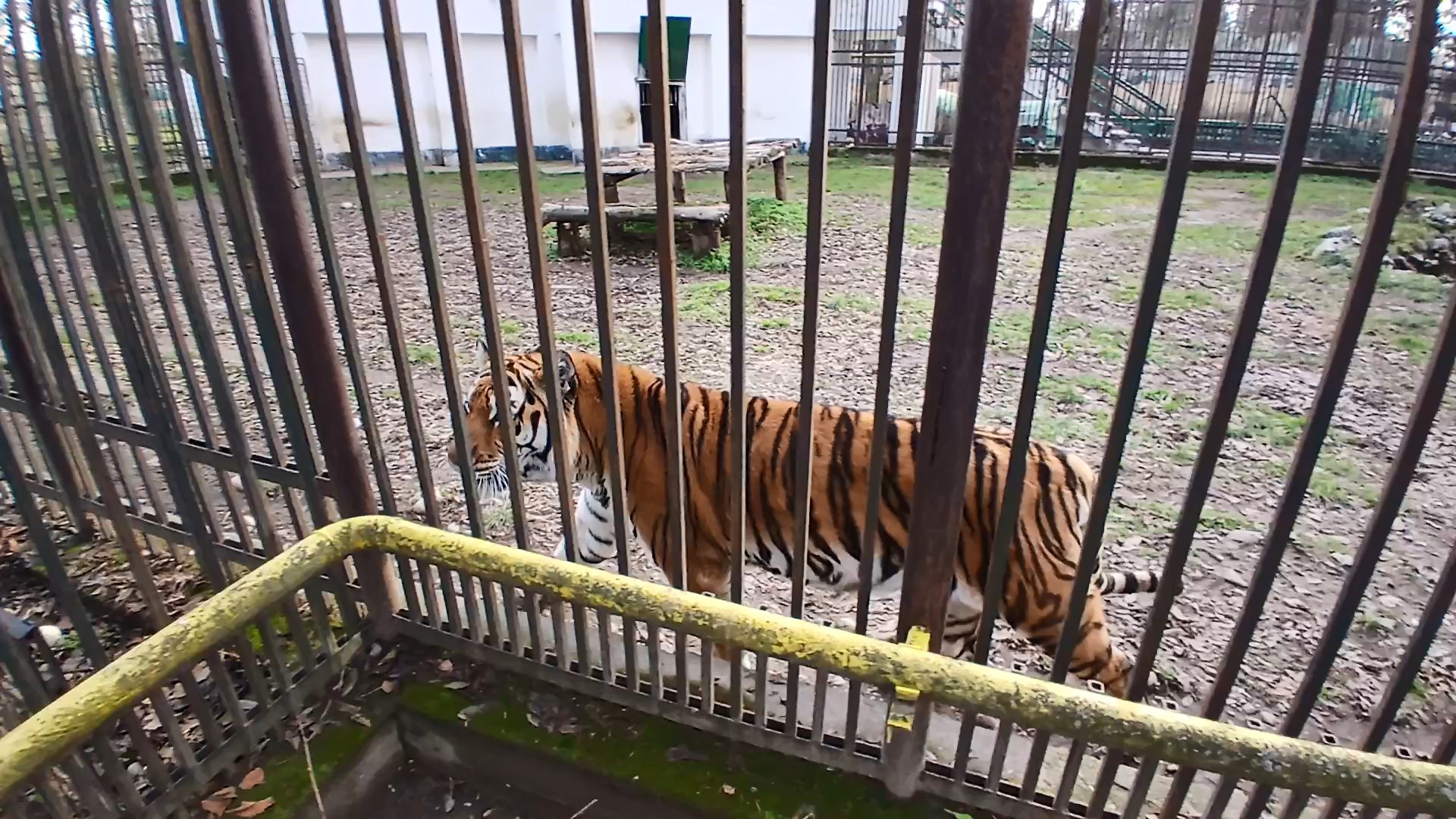 Descoperiți fascinanta lume a animalelor la Grădina Zoologică Târgoviște.