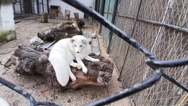 Descoperiți fascinanta lume a animalelor la Grădina Zoologică Târgoviște.