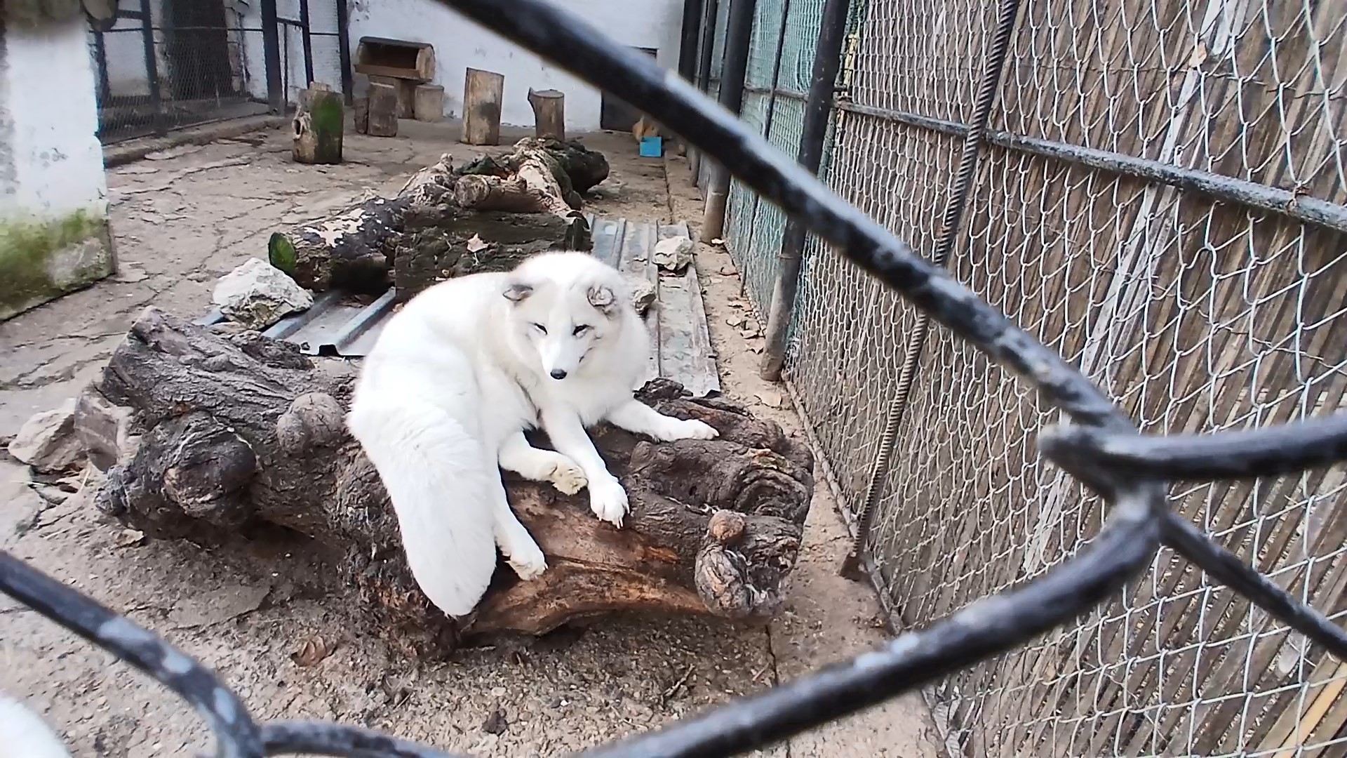 Descoperiți fascinanta lume a animalelor la Grădina Zoologică Târgoviște.