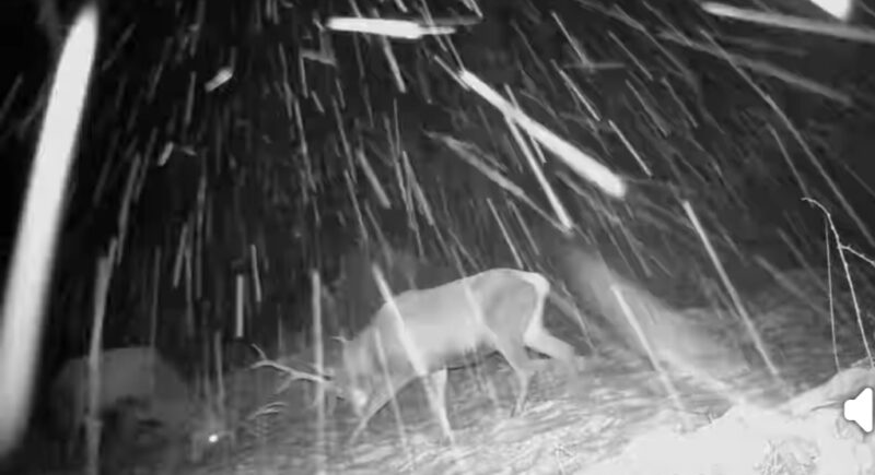 Spectacol al naturii în Parcul Natural Bucegi, două exemplare de cerbi tineri au fost surprinse în mijlocul iernii, măsurându-și forțele în noul strat de zăpadă așezat în Parcul Natural Bucegi. Imaginile înregistrate de camera de monitorizare a faunei arată comportamentele fascinante ale acestor animale, caracteristice sezonului rece.
