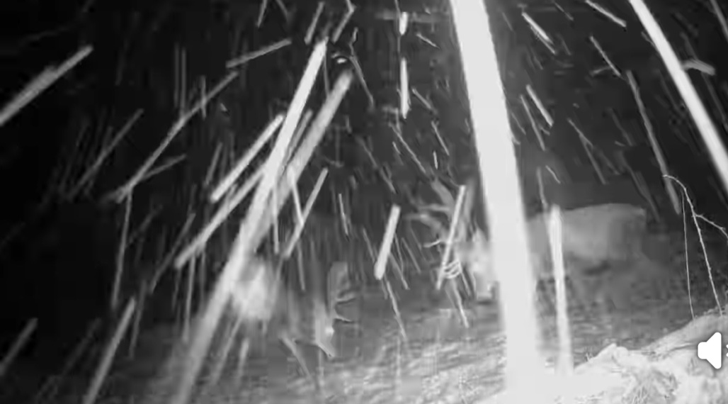 Spectacol al naturii în Parcul Natural Bucegi, două exemplare de cerbi tineri au fost surprinse în mijlocul iernii, măsurându-și forțele în noul strat de zăpadă așezat în Parcul Natural Bucegi. Imaginile înregistrate de camera de monitorizare a faunei arată comportamentele fascinante ale acestor animale, caracteristice sezonului rece.